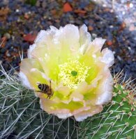Opuntia hystricina cv. Heidelberg (dw)