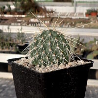 Opuntia hystricina cv. Heidelberg (dw)