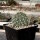 Opuntia hystricina cv. Heidelberg (dw)