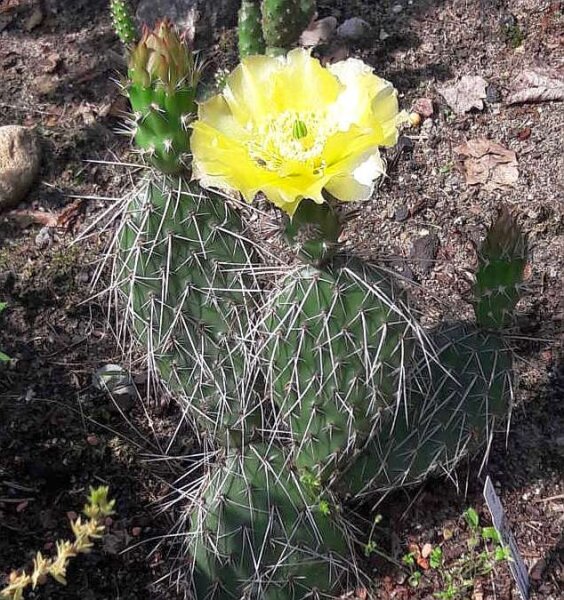 Opuntia hystricina cv. Helgoland (dw)