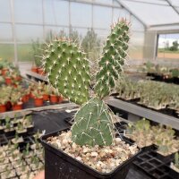 Opuntia hystricina cv. Helgoland (dw)