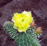 Opuntia hystricina cv. Helgoland (dw)