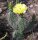 Opuntia hystricina cv. Helgoland (dw)