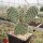 Opuntia hystricina cv. Helgoland (dw)