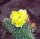 Opuntia hystricina cv. Helgoland (dw)