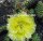 Opuntia hystricina-Hybr. cv. Memmingen (dw)