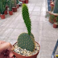 Opuntia galapageia