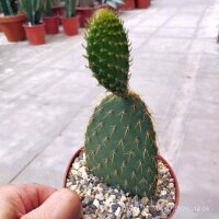 Opuntia galapageia