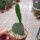 Opuntia galapageia