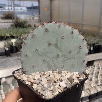Opuntia macrocentra SB 911 Orogrande, NM, USA  (dw)