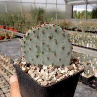Opuntia macrocentra SB 911 Orogrande, NM, USA  (dw)