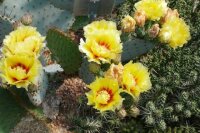 Opuntia macrocentra SB 911 Orogrande, NM, USA  (dw)