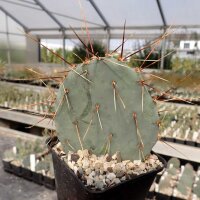 Opuntia macrocentra f. Nevada (dw)