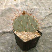 Opuntia macrocentra f. Nevada (dw)