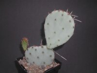 Opuntia macrocentra - Black Gap, Tx, USA (dw)