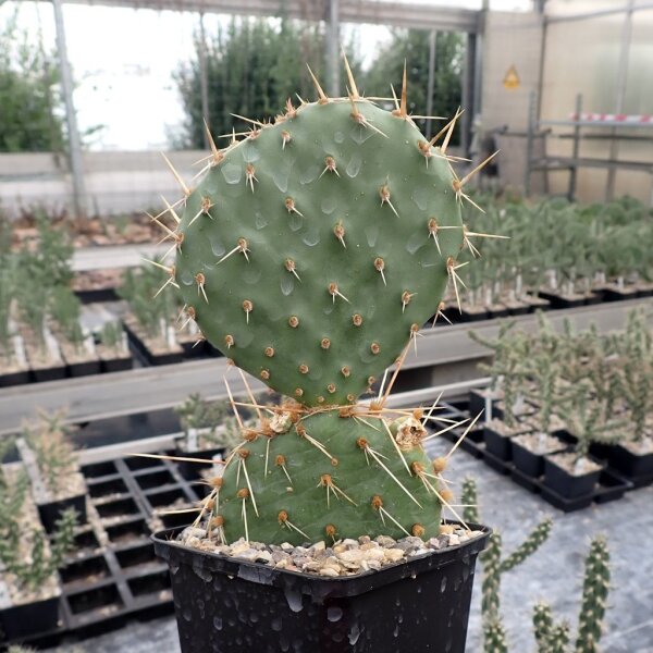 Opuntia macrorhiza Crawford Sioux Co., Nebraska(dw)