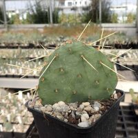 Opuntia macrorhiza DJF 720 Kenton, Oklahoma, USA (dw)