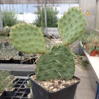 Opuntia macrorhiza DJF 720 Kenton, Oklahoma, USA (dw)