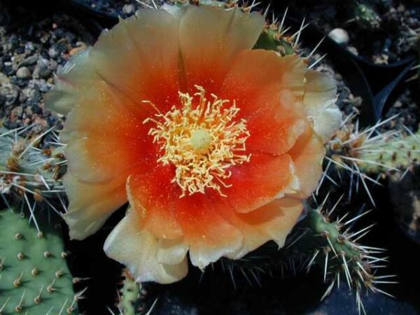Opuntia macrorhiza cv. Apricot (dw)
