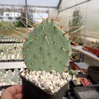Opuntia macrorhiza cv. Apricot (dw)