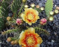 Opuntia macrorhiza cv. Apricot (dw)
