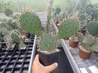 Opuntia macrorhiza cv. Apricot (dw)