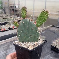 Opuntia macrorhiza cv. Apricot (dw)