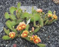 Opuntia macrorhiza cv. Apricot (dw)