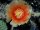 Opuntia macrorhiza cv. Apricot (dw)