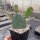 Opuntia macrorhiza cv. Apricot (dw)