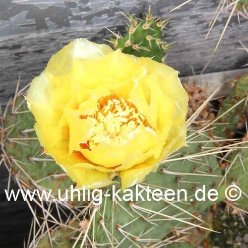 Opuntia macrorhiza cv. Susanne (dw)