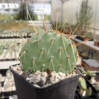 Opuntia macrorhiza cv. Susanne (dw)