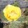 Opuntia macrorhiza cv. Susanne (dw)