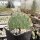 Opuntia macrorhiza cv. Susanne (dw)