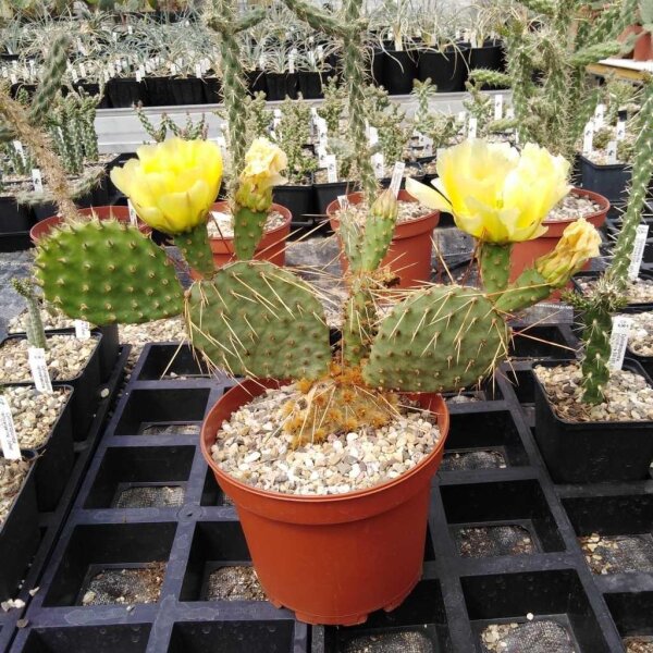 Opuntia macrorhiza Crawford Crawford Sioux Co., Nebraska (dw)