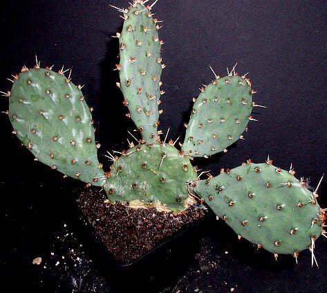Opuntia macrorhiza Ellsworth Ellsworth Co., Kansas (dw)
