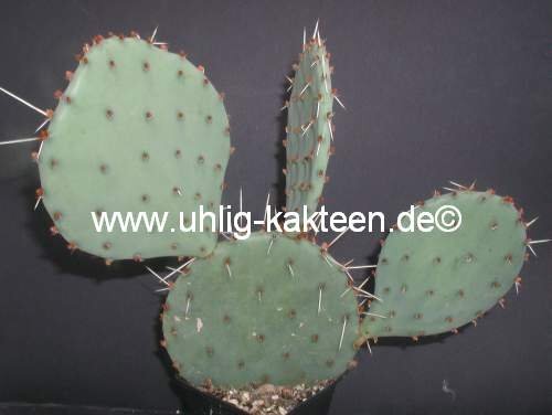 Opuntia macrorhiza f. sanguinocula DJF 801 (dw)