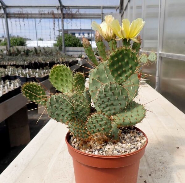 Opuntia macrorhiza MontgomeryMontgomery, Kansas, Blüte gelb / yellow(dw)
