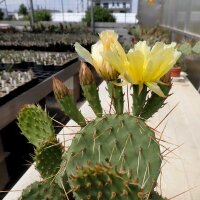 Opuntia macrorhiza MontgomeryMontgomery, Kansas, Blüte gelb / yellow(dw)