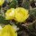 Opuntia macrorhiza MontgomeryMontgomery, Kansas, Blüte gelb / yellow(dw)