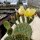 Opuntia macrorhiza MontgomeryMontgomery, Kansas, Blüte gelb / yellow(dw)