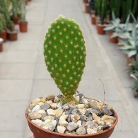 Opuntia microdasys