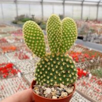 Opuntia microdasys