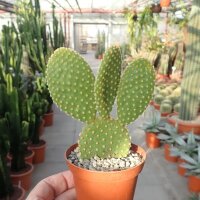 Opuntia microdasys