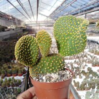 Opuntia microdasys