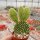 Opuntia microdasys
