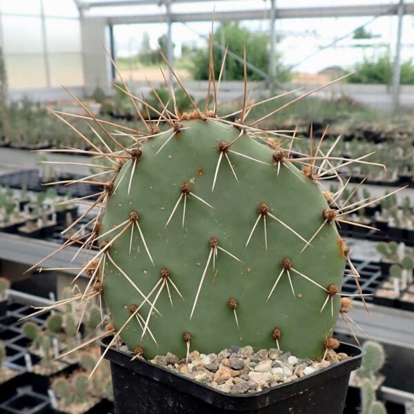 Opuntia Mix (dw)
