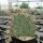 Opuntia Mix (dw)