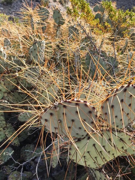 Opuntia aff. phaeacantha - Lajitas, Texas, USA (dw)