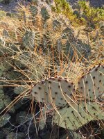 Opuntia aff. phaeacantha - Lajitas, Texas, USA (dw)